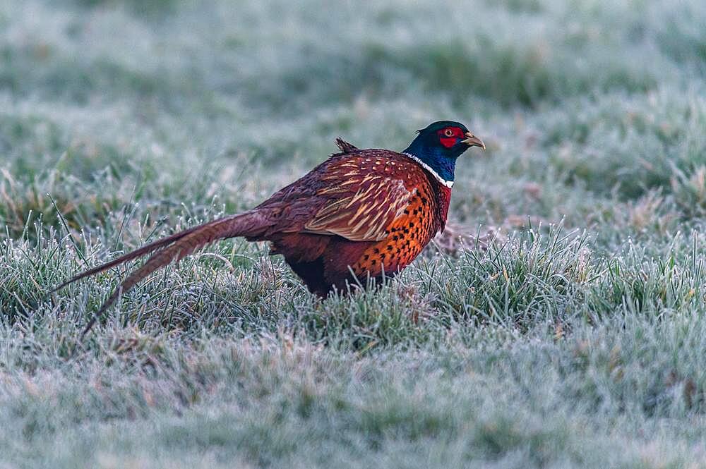 Rooster of Common Pheasant (Phasianus colchicus), Ring-necked Pheasant in winter in the time of dawn, Devon, England, United Kingdom, Europe