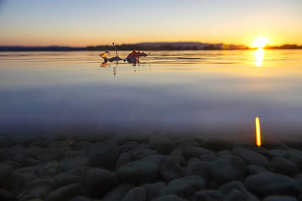 Leaf floating on water surface, bottom of lake with stones, sunset, Markelfingen, Lake Constance, Baden-Wuerttemberg, Germany, Europe