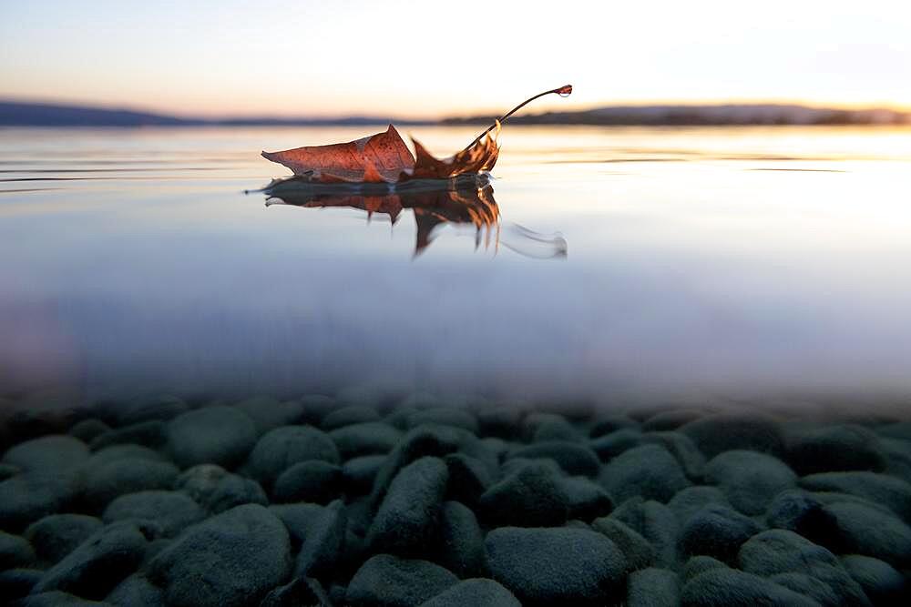 Leaf floating on water surface, bottom of lake with stones, Markelfingen, Lake Constance, Baden-Wuerttemberg, Germany, Europe