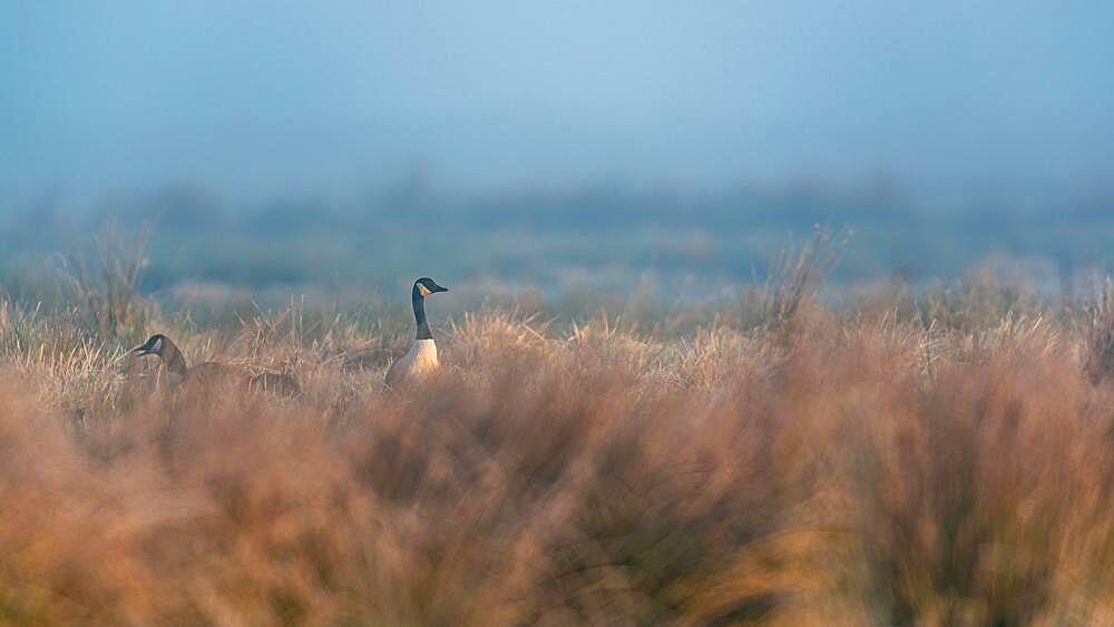 Canada Geese, Canada Goose (Branta Canadensis) in environment in the fog at dawn, Devon, England, United Kingdom, Europe