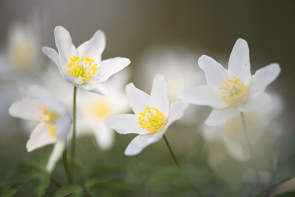 Wood Anemone (Anemone nemorosa), Emsland, Lower Saxony, Germany, Europe