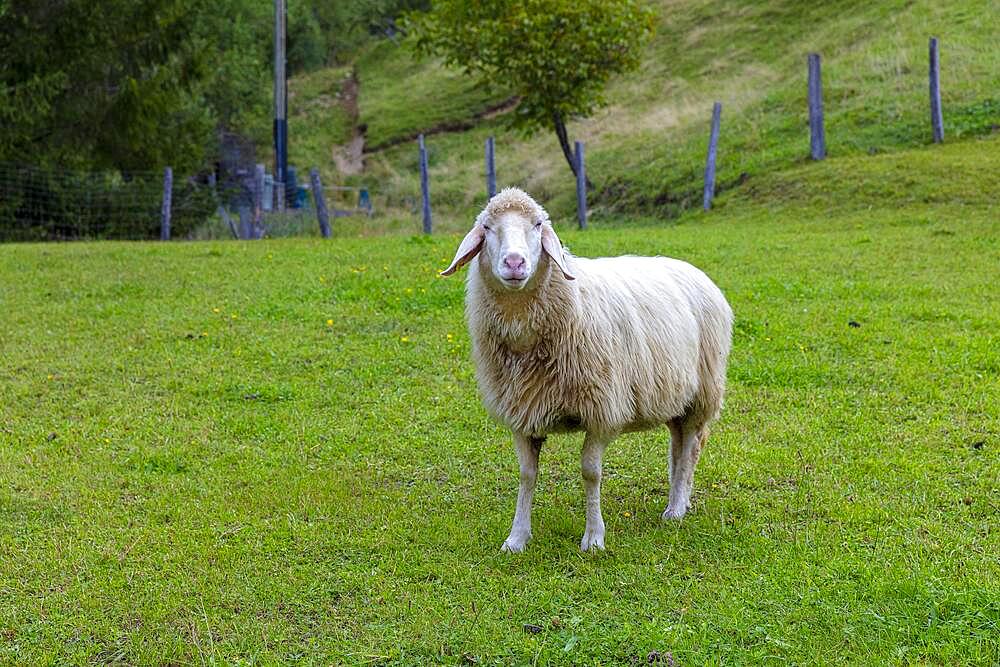 Sheep on a mountain pasture in Berchtesgadener Land, Berchtesgaden, Germany, Europe