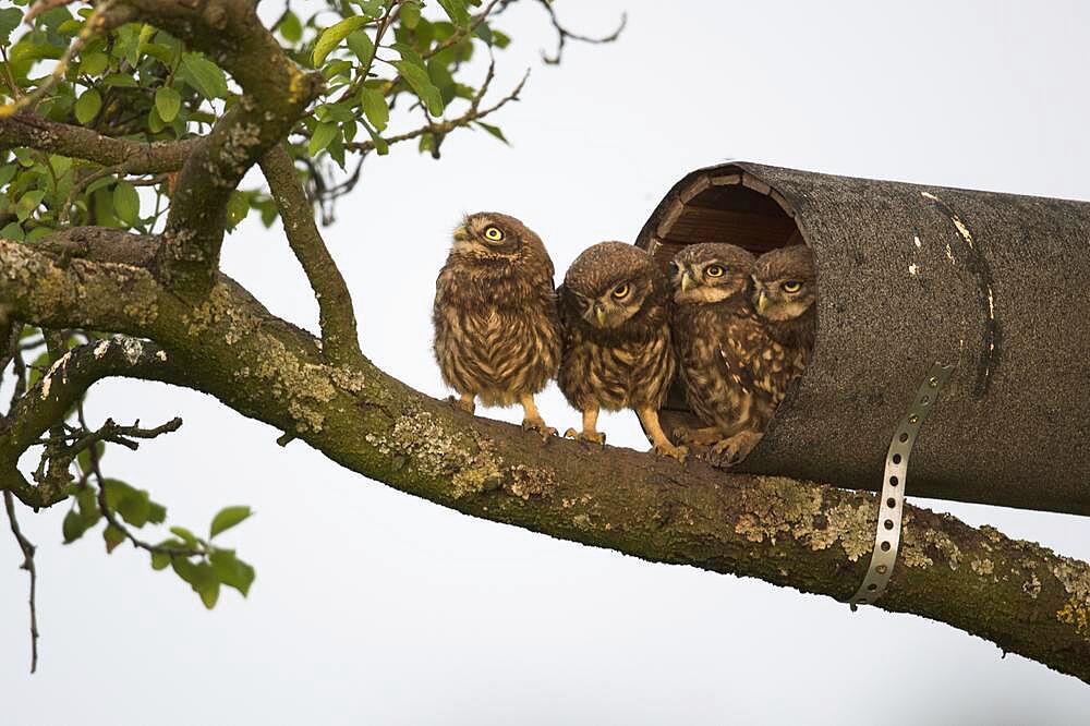 Young little owls (Athene noctua) at the breeding tube, Emsland, Lower Saxony, Germany, Europe