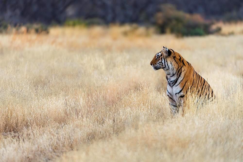 Bengal tiger (Panthera tigris tigris) sitting in tall grass, Tiger Canyon Farm, Philippolis, South Africa, Africa