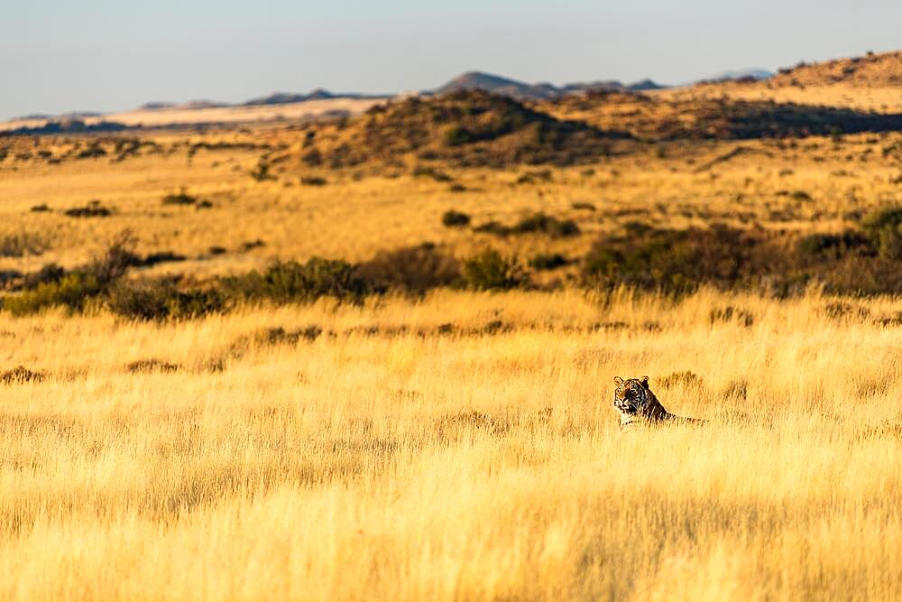 Bengal tiger (Panthera tigris tigris) lying in the grasslands, Tiger Canyon Farm, Philippolis, South Africa, Africa