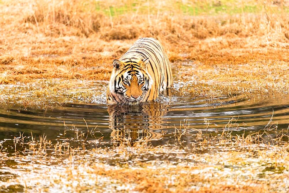 Bengal tiger (Panthera tigris tigris) walks through water, Tiger Canyon Farm, Philippolis, South Africa, Africa