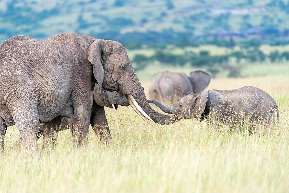 African elephant (Loxodonta africana) greeting each other, Masai Mara, Kenya, Africa