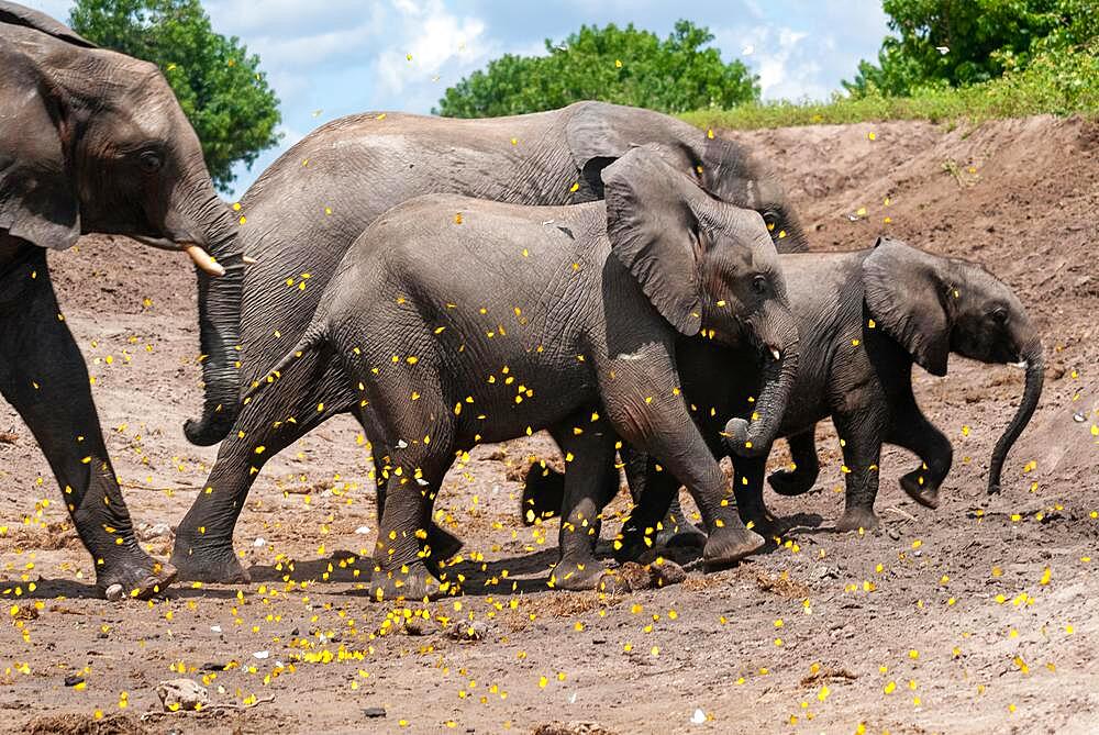 African elephant (Loxodonta africana) Elephant family on the Chobe River with yellow butterflies flying up, boat safari on the border river of Botswana and Namibia