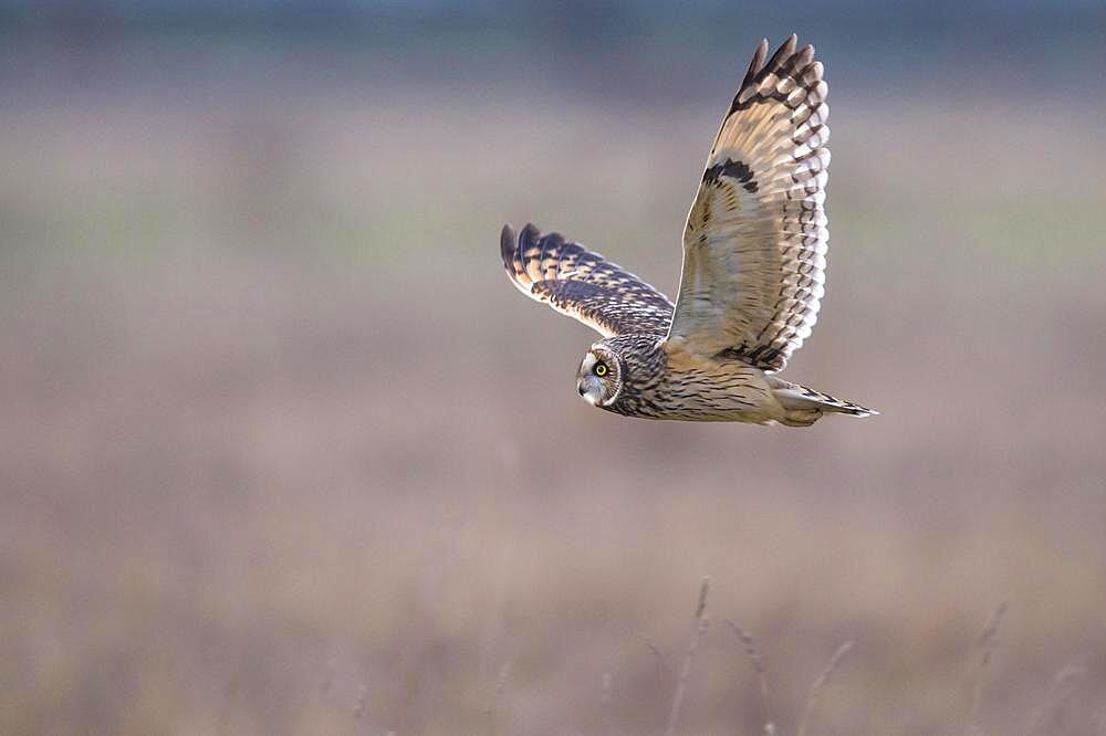 Short-eared owl (Asio flammeus) in flight, Goldenstedt, Lower Saxony, Germany, Europe