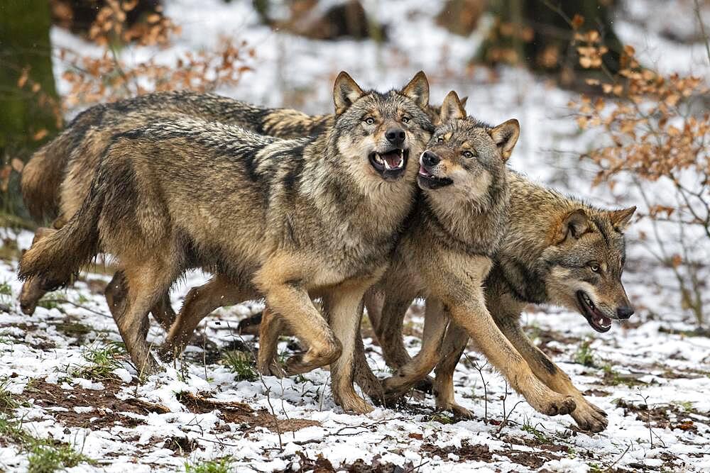 Gray wolf (Canis lupus), pack, winter, Neuhaus, Lower Saxony, Germany, Europe