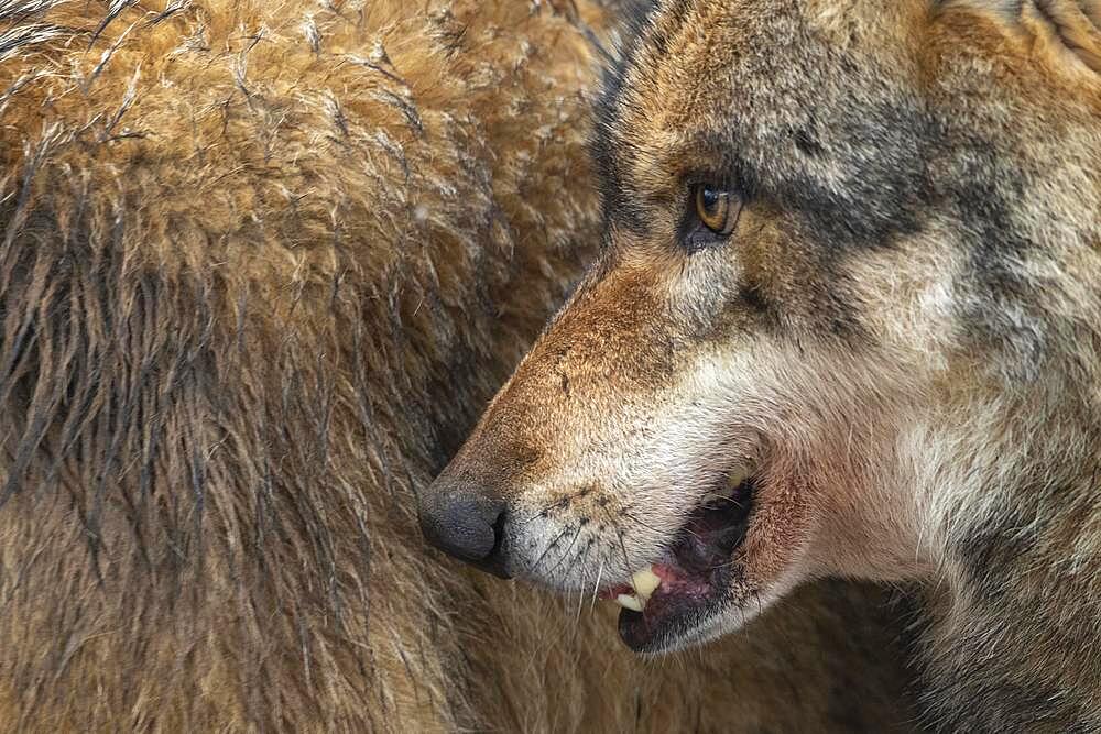 Gray wolf (Canis lupus), portrait, winter, Neuhaus, Lower Saxony, Germany, Europe