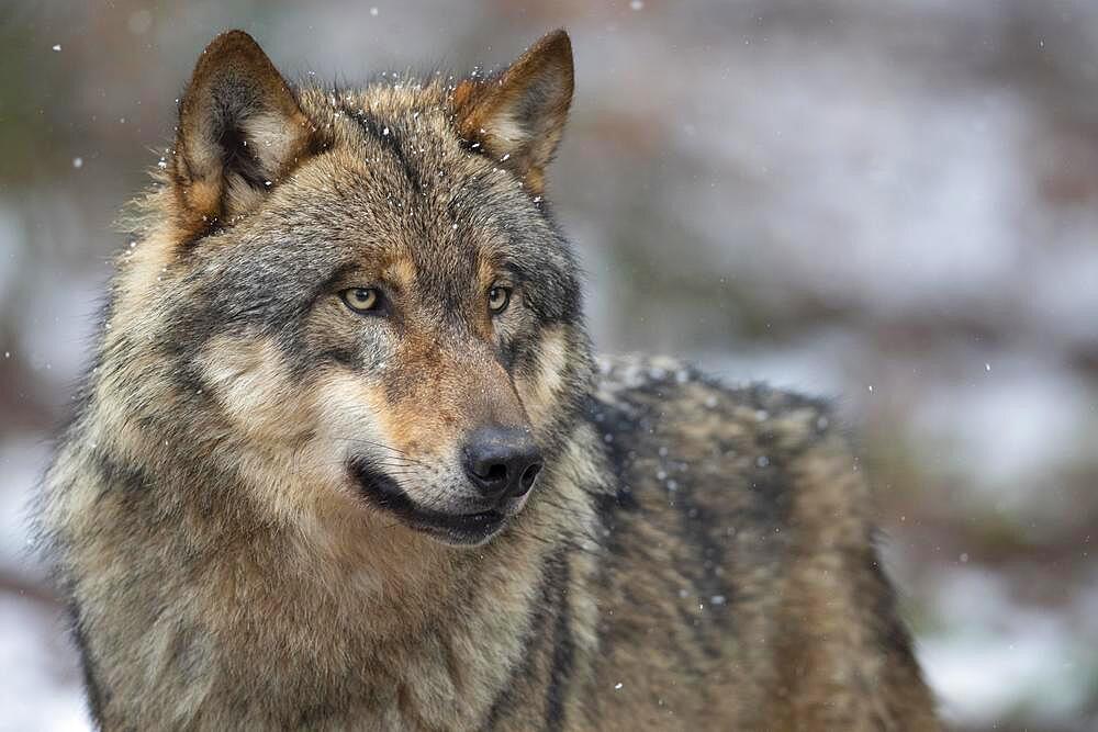 Gray wolf (Canis lupus), portrait, winter, Neuhaus, Lower Saxony, Germany, Europe