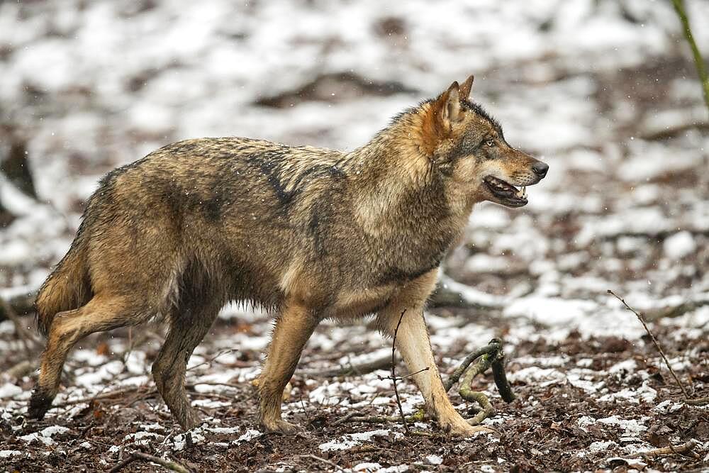 Gray wolf (Canis lupus), Winter, Neuhaus, Lower Saxony, Germany, Europe