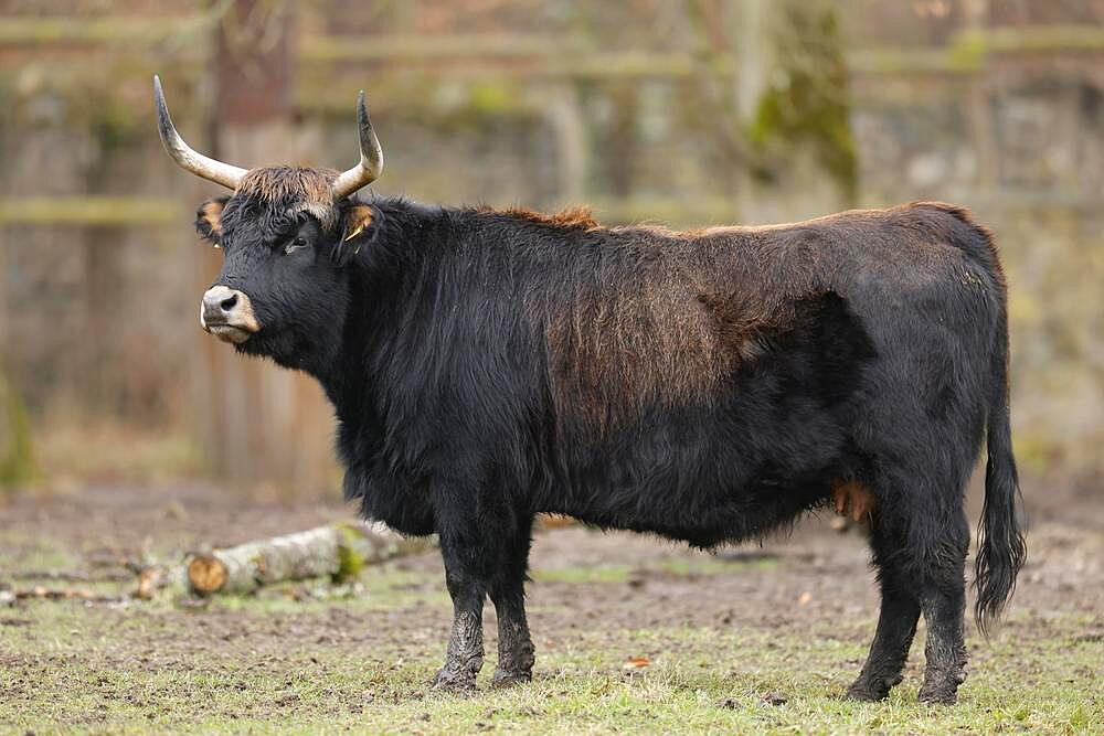 Domestic cattle (Bos primigenius), Ur in a meadow, captive