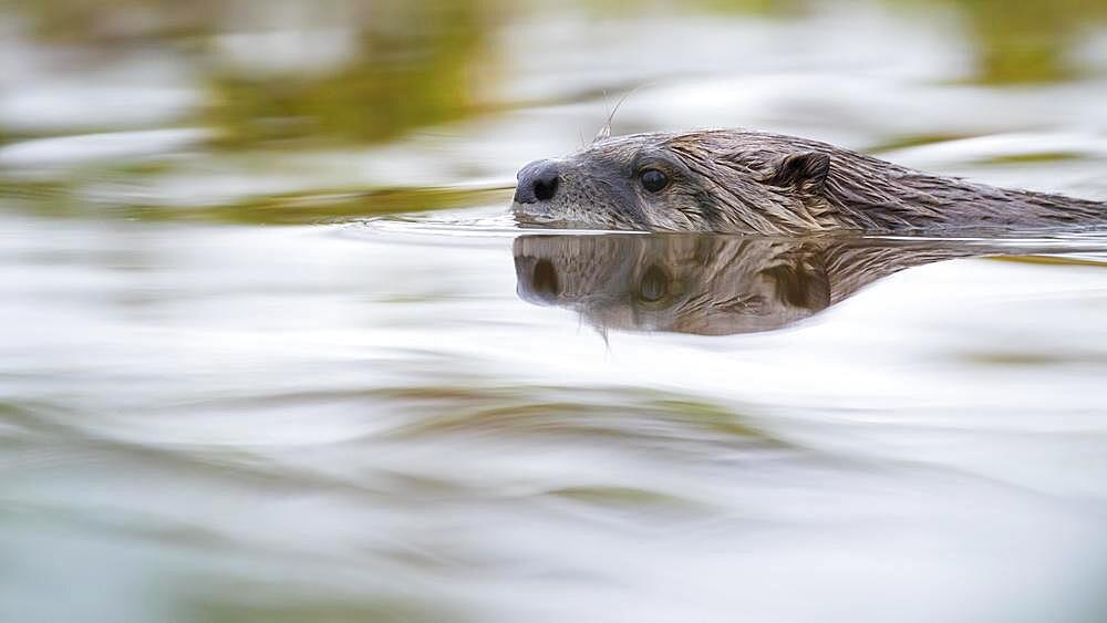 Portrait of a swimming european otter (Lutra lutra), Neuhaus, Lower Saxony, Germany, Europe