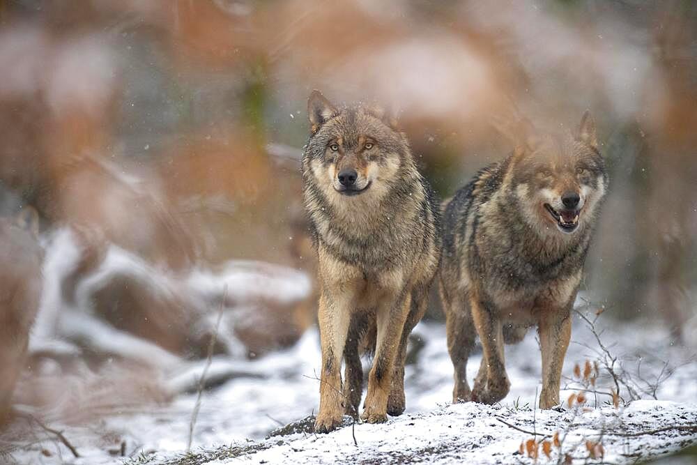 Gray wolf (Canis lupus), Winter, Neuhaus, Lower Saxony, Germany, Europe