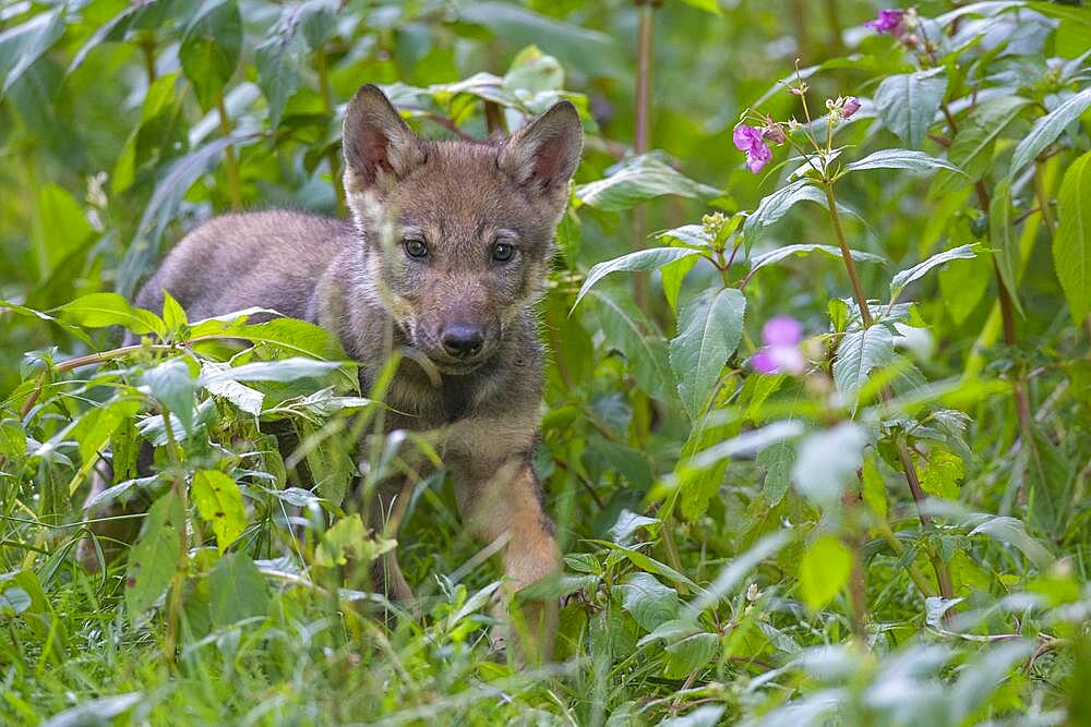 Gray wolf (Canis lupus), young animals, pups, offspring, Neuhaus, Lower Saxony, Germany, Europe