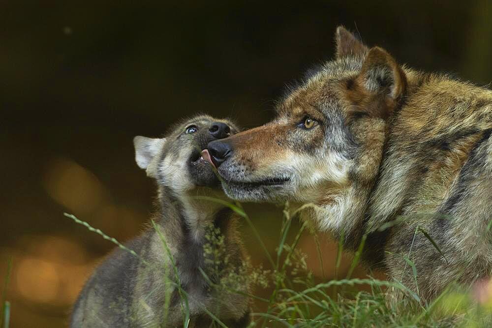 Gray wolf (Canis lupus) with young, pups, offspring, Neuhaus, Lower Saxony, Germany, Europe