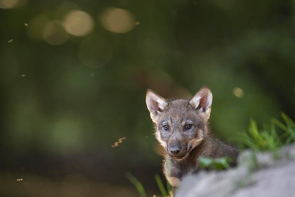 Gray wolf (Canis lupus), young animals, pups, offspring, Neuhaus, Lower Saxony, Germany, Europe