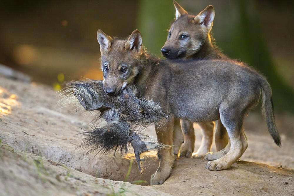 Gray wolf (Canis lupus), young animals, pups, offspring, Neuhaus, Lower Saxony, Germany, Europe