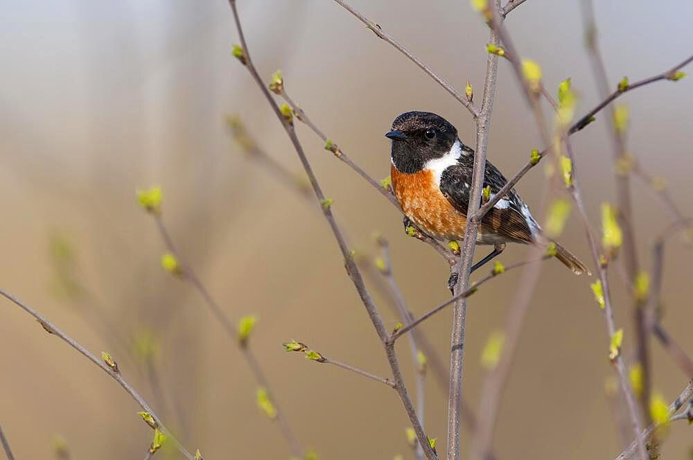 European stonechat (Saxicola rubicola), Lembruch, Lower Saxony, Germany, Europe