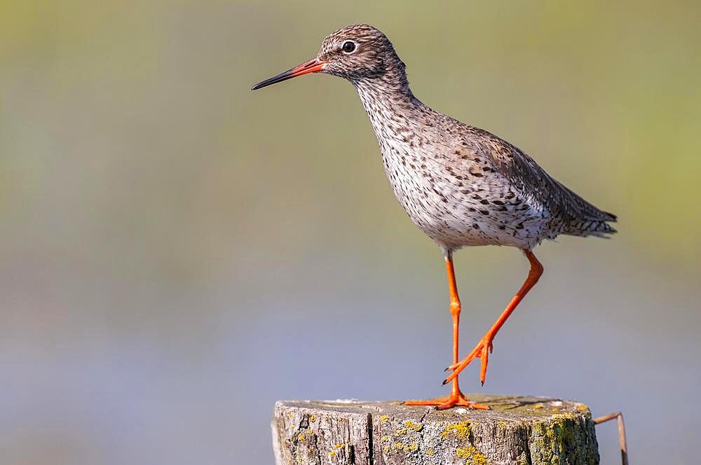 Common redshank (Tringa totanus) on a pasture pole, Lake Duemmer, Ochsenmoor, Lembruch, Lower Saxony, Germany, Europe