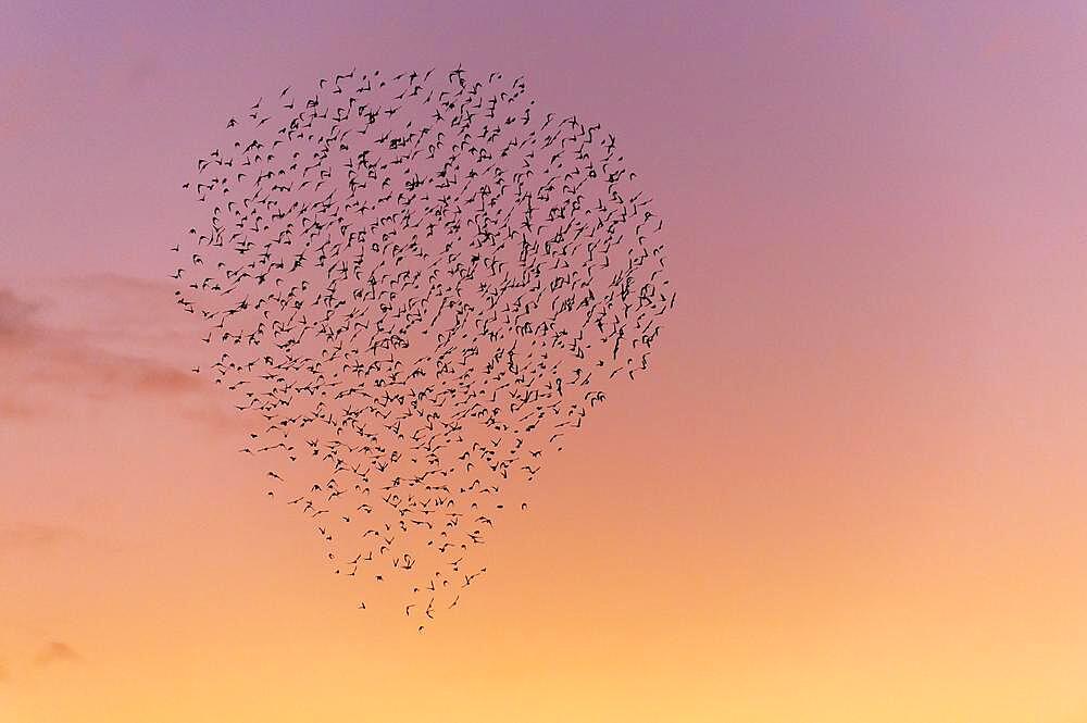 Starlings in a flock against the evening sky, Lembruch, Lower Saxony, Germany, Europe