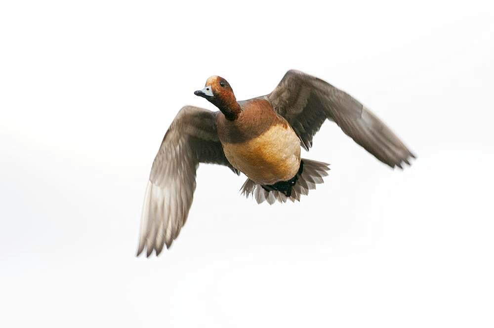 Eurasian wigeon (Anas penelope) in flight, Lembruch, Lower Saxony, Germany, Europe