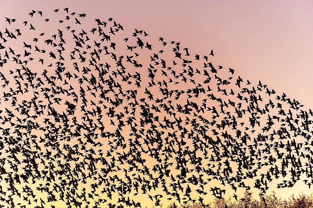 Starlings in a flock against the evening sky, Lembruch, Lower Saxony, Germany, Europe