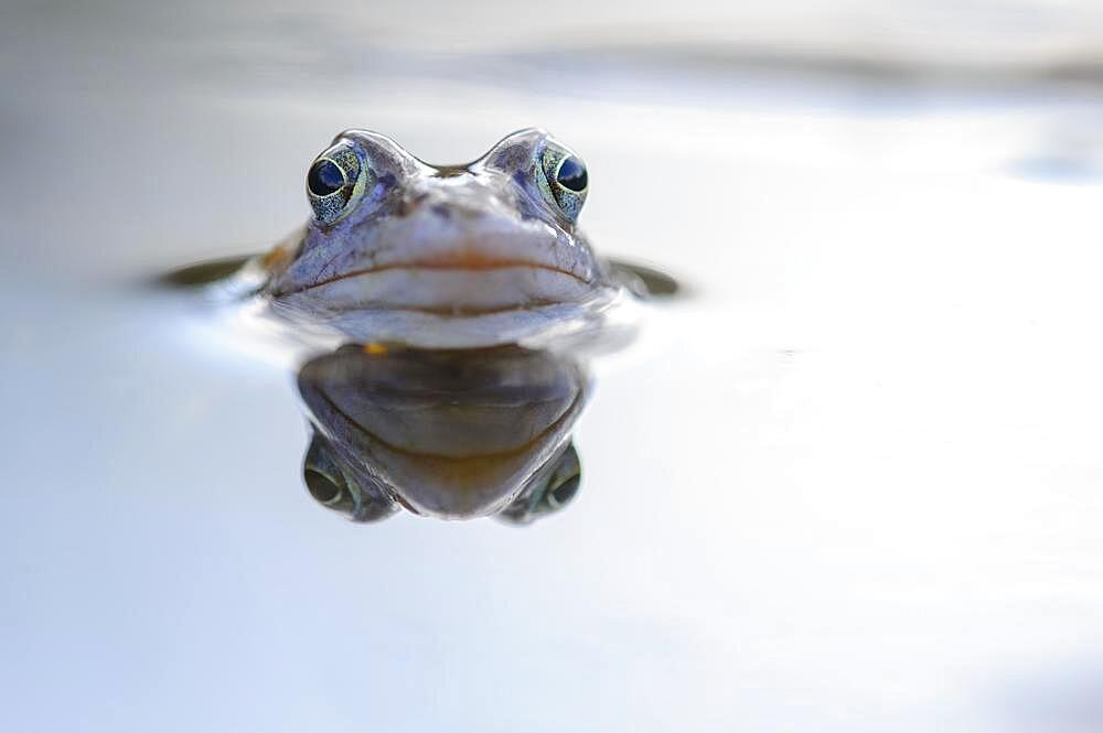 Moor frog, Goldenstedt, Lower Saxony