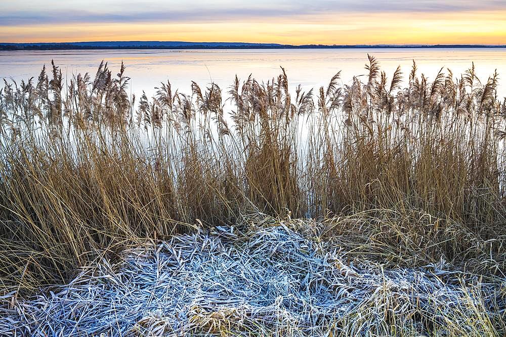 Winter atmosphere on the shore of Lake Duemmer, thatch, reeds, silence, Lembruch, Lower Saxony, Germany, Europe