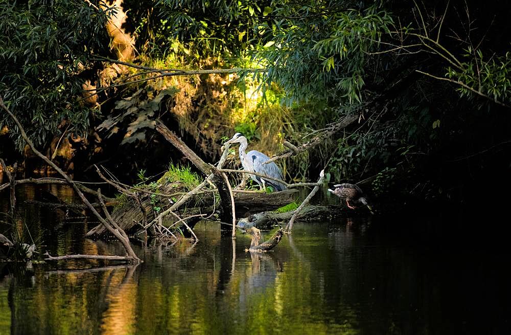 Grey heron (Ardea cinerea), on the bank, autumn, evening mood, Weinhuebel, Goerlitz, Saxony, Germany, Europe