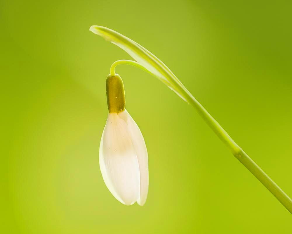 Snowdrops (Galanthus nivalis), Germany, Europe