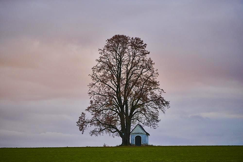 Silver lime (Tilia tomentosa) with a small chapel on a meadow at sunset, Bavaria, Germany, Europe