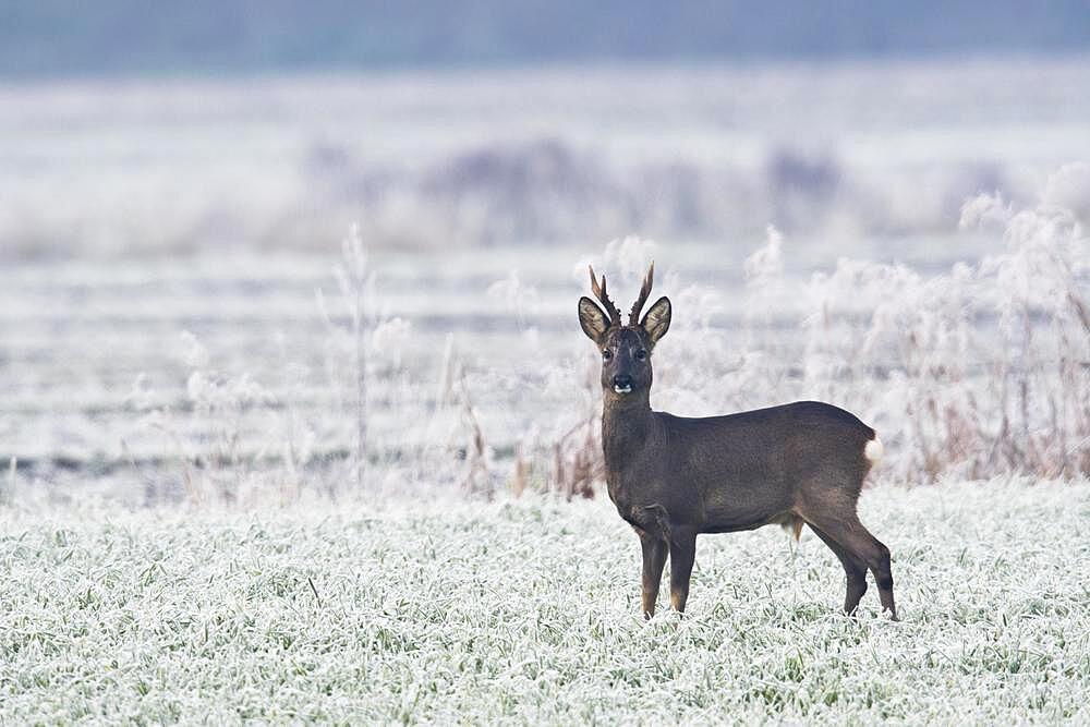 European roe deer (Capreolus capreolus) in winter landscape, Emsland, Lower Saxony, Germany, Europe