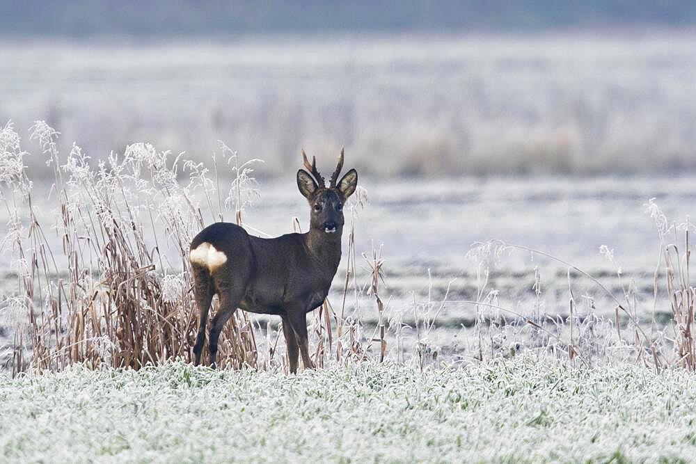 European roe deer (Capreolus capreolus) in winter landscape, Emsland, Lower Saxony, Germany, Europe