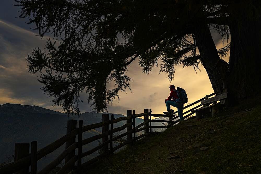 Old fence with mountaineer and large tree as silhouette at sunset, Naturns, South Tyrol, Italy, Europe