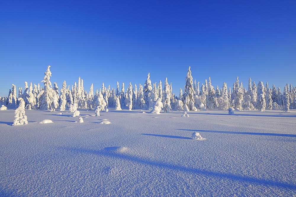 Snow covered winter landscape, Haataja, Kuusamo, Nordoesterbotten, Pohjois Pohjanmaa, Finland, Suomi, Europe