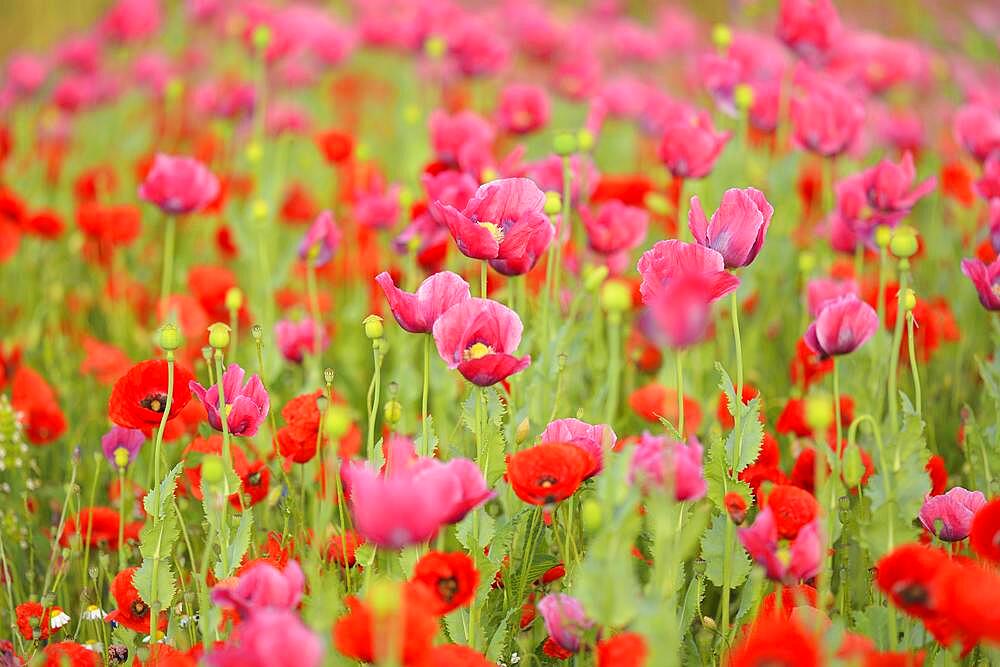 Opium Poppy (Papaver somniferum), and Corn Poppy, Papaver rhoeas, Field, Summer, Germerode, Hoher Meissner, Werra Meissner District, Hesse, Germany, Europe