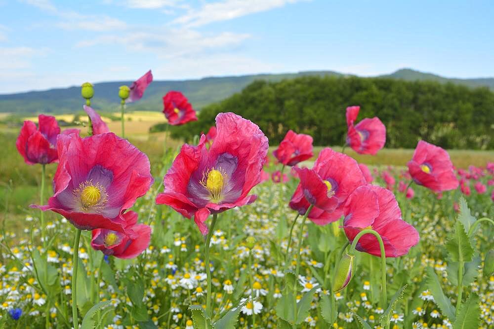 Opium Poppy (Papaver somniferum), and Chamomile, Matricaria chamomilla, Summer, Germerode, Hoher Meissner, Werra Meissner District, Hesse, Germany, Europe