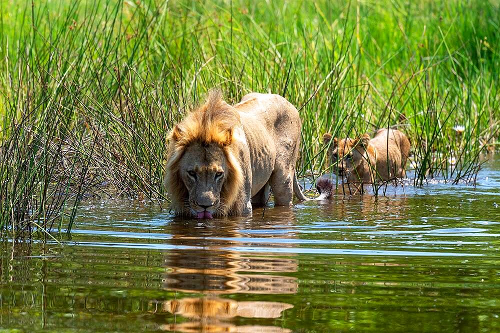 Lion (Panthera leo) Lion with young walking through water, Vumbura Plains Camp, Botswana, Africa