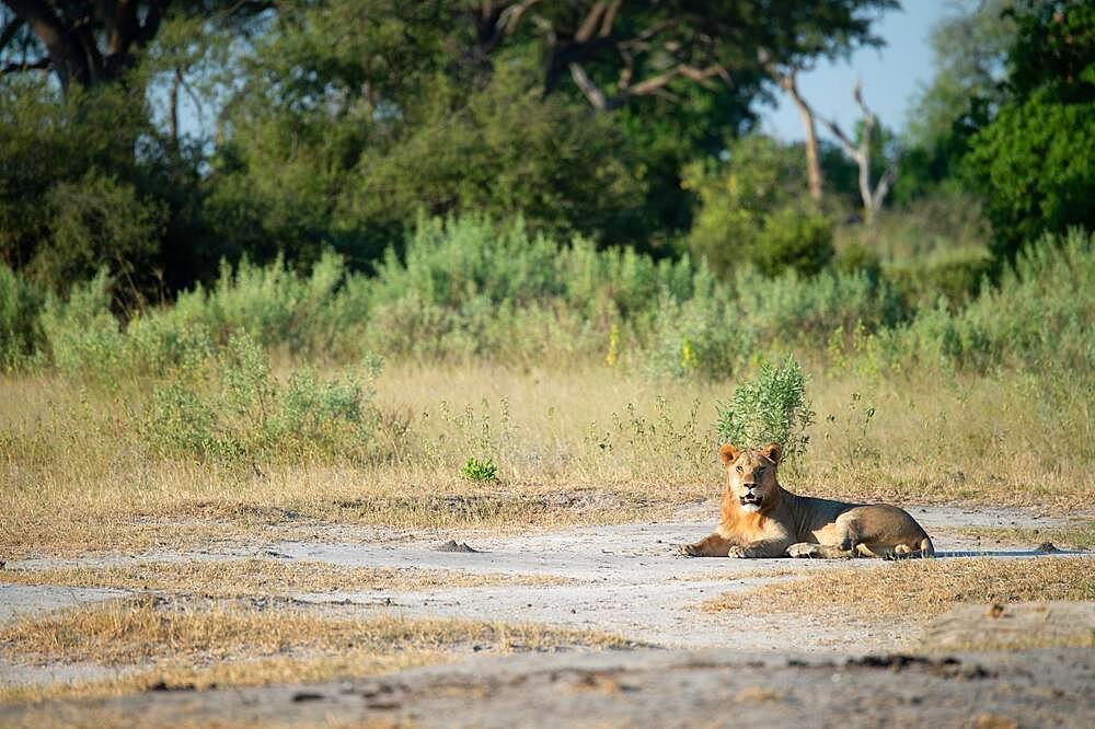 Lion (Panthera leo) Lion lying in a clearing, Lebala Camp, Botswana, Africa