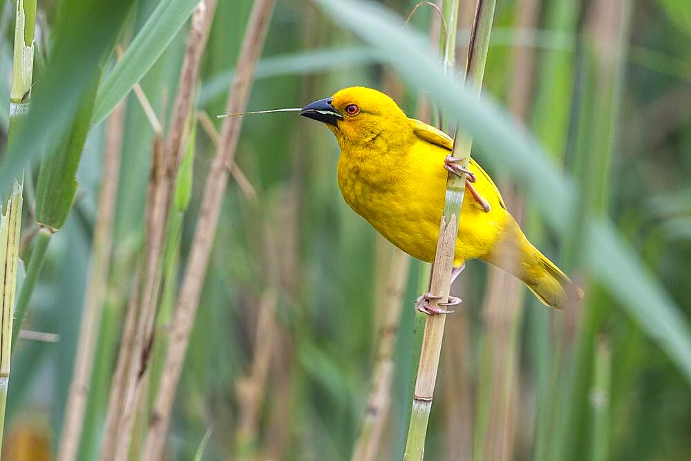 Eastern golden weaver (Ploceus subaureus) Yellow Weaver, Isimangaliso Wetland Park, St Lucia, KwaZulu Natal, South Africa, Africa