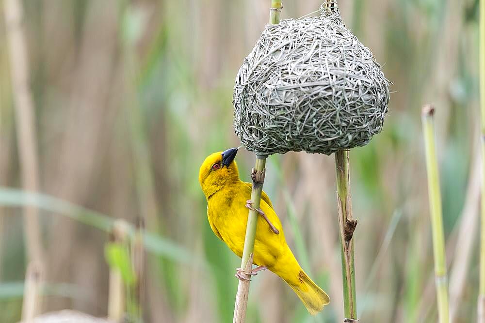 Eastern golden weaver (Ploceus subaureus) Yellow Weaver, Isimangaliso Wetland Park, St Lucia, KwaZulu Natal, South Africa, Africa