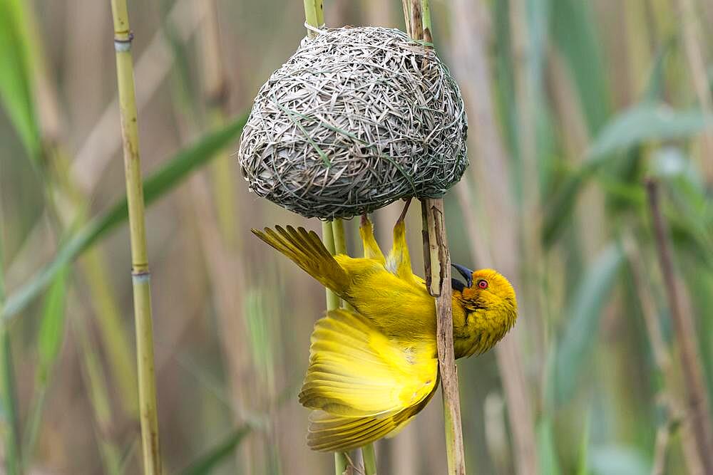 Eastern golden weaver (Ploceus subaureus) Yellow Weaver, Isimangaliso Wetland Park, St Lucia, KwaZulu Natal, South Africa, Africa