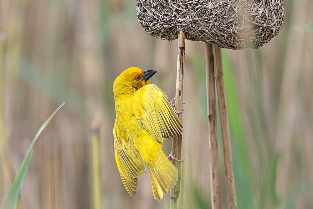 Eastern golden weaver (Ploceus subaureus) Yellow Weaver, Isimangaliso Wetland Park, St Lucia, KwaZulu Natal, South Africa, Africa