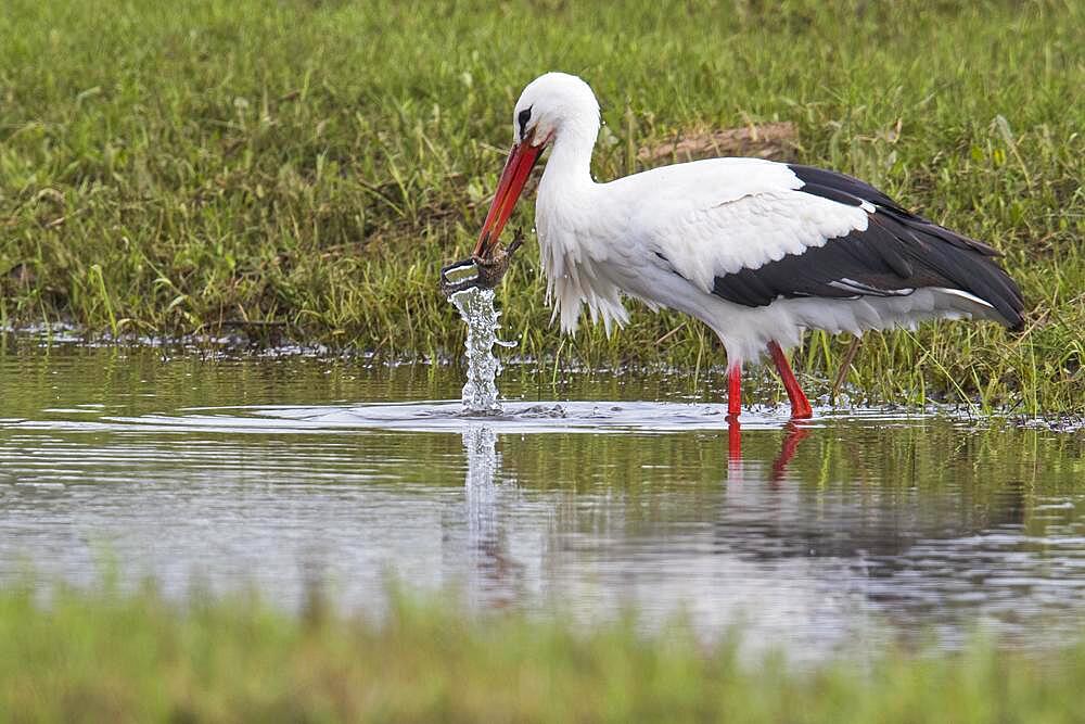 White stork (Ciconia ciconia) catches a frog, Emsland, Lower Saxony, Germany, Europe