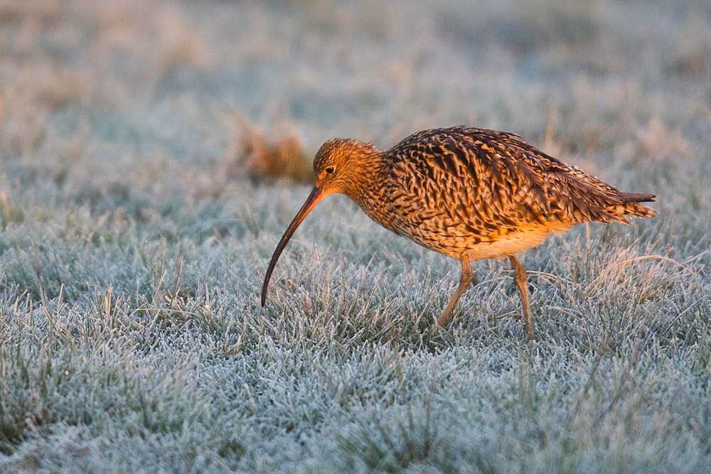 Eurasian curlew (Numenius arquata), Lower Saxony, Germany, Europe