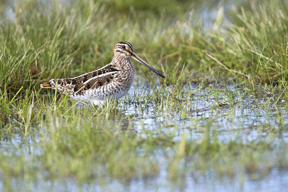 Common snipe (Gallinago gallinago) in a wet meadow, Lower Saxony, Germany, Europe