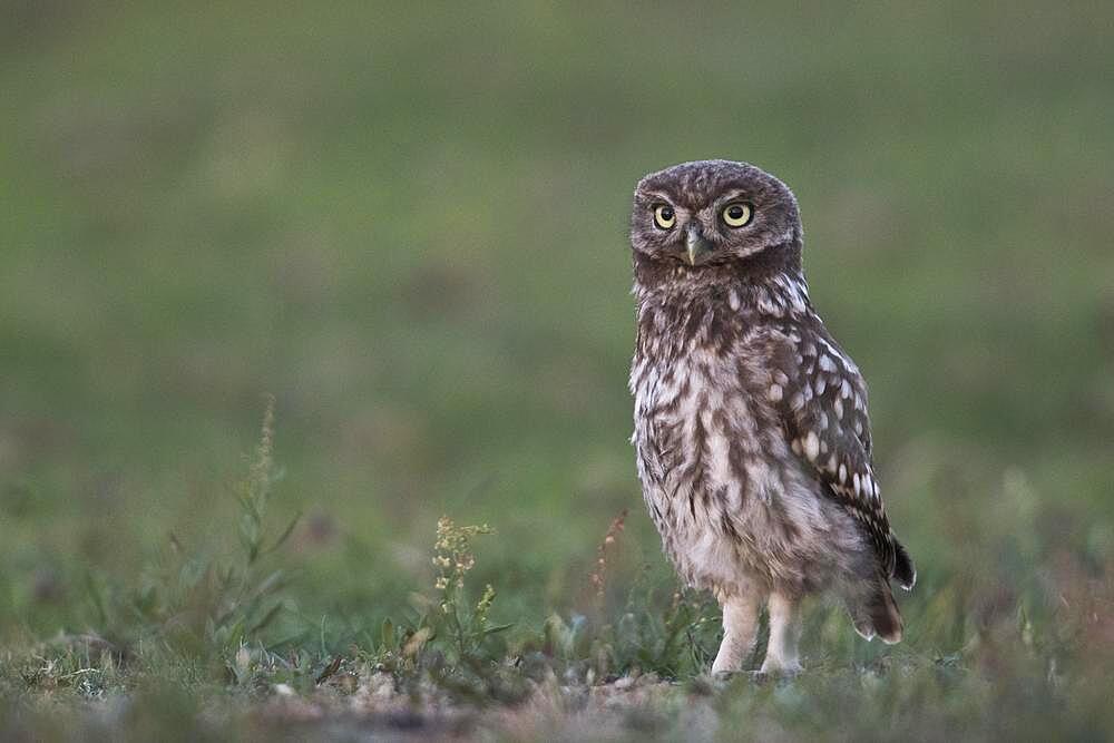 Little owl (Athene noctua), Emsland, Lower Saxony, Germany, Europe